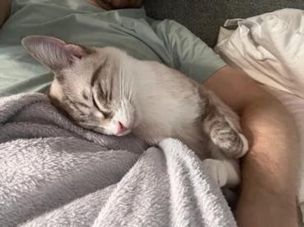 Kleiner Wildfang Pepito sucht Home