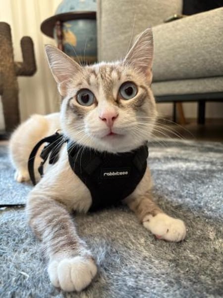 Kleiner Wildfang Pepito sucht Home