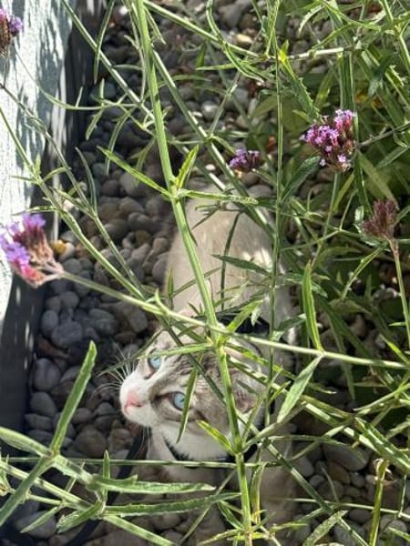 Kleiner Wildfang Pepito sucht Home