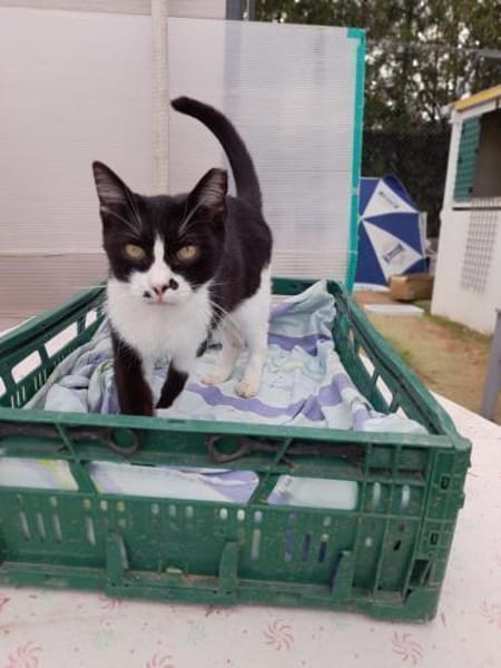 Schmusekater Byron sucht noch immer!
