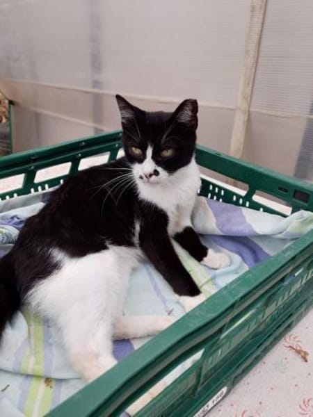 Schmusekater Byron sucht noch immer!