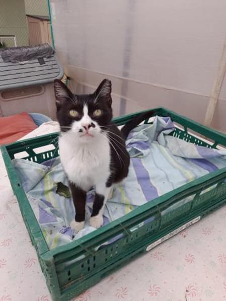 Schmusekater Byron sucht noch immer!