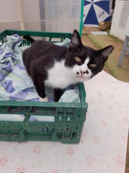 Schmusekater Byron sucht noch immer!