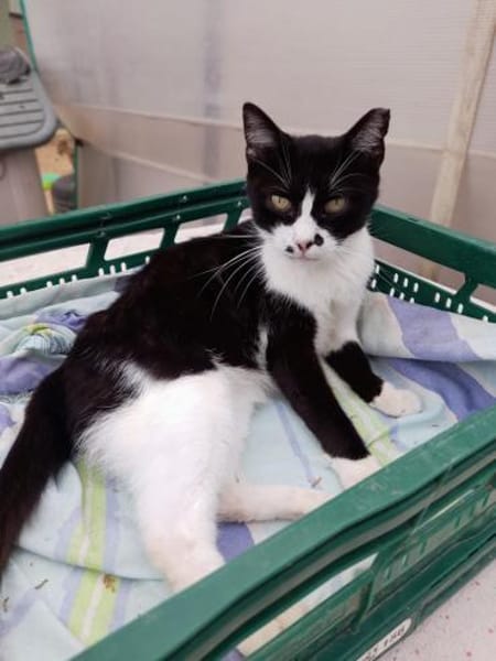 Schmusekater Byron sucht noch immer!