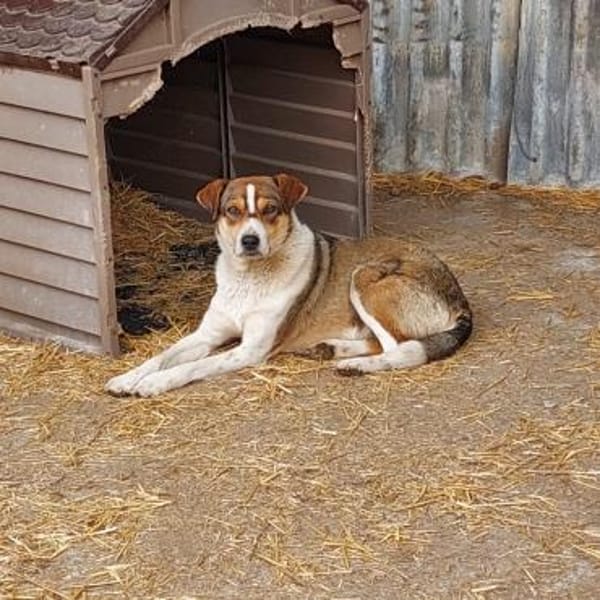 Taro, ruhig, gemütlich, anhänglich