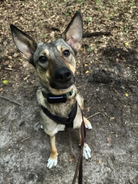 aufgeschlossene Hündin, Frida, 1,5 J.