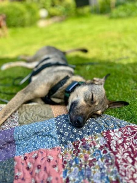 aufgeschlossene Hündin, Frida, 1,5 J.