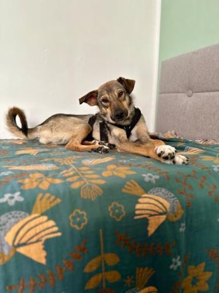 aufgeschlossene Hündin, Frida, 1,5 J.
