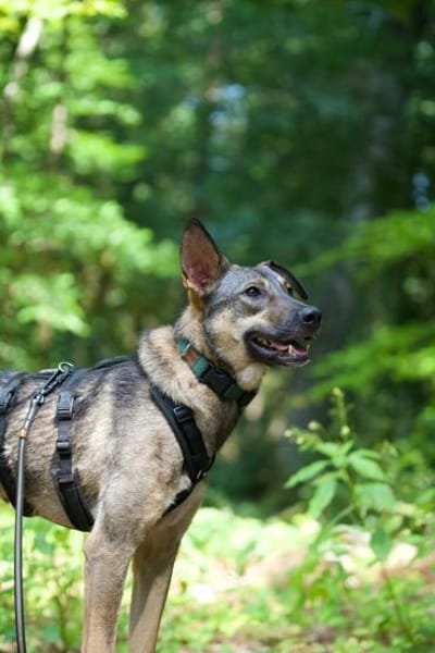 aufgeschlossene Hündin, Frida, 1,5 J.