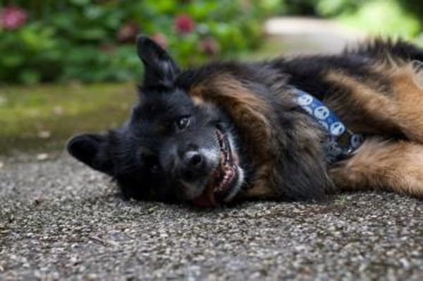 Senior Bruno sucht liebevolles Zuhause