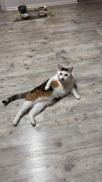 Tolle Kisa sucht neues Zuhause