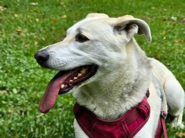 Schäferhund Mix Emmi sucht tolle Mensc
