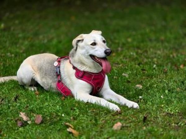 Schäferhund Mix Emmi sucht tolle Mensc