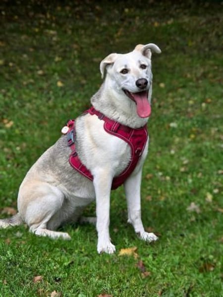 Schäferhund Mix Emmi sucht tolle Mensc