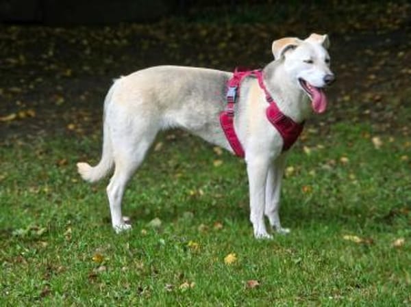 Schäferhund Mix Emmi sucht tolle Mensc