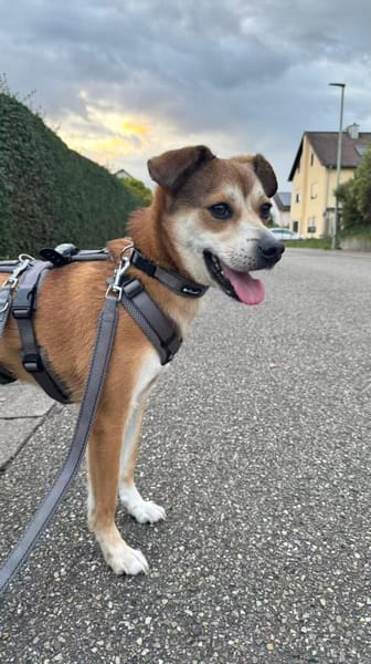 Henry ist sensibel