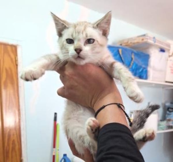 Zutraulicher, junger Kater Mc Eyes