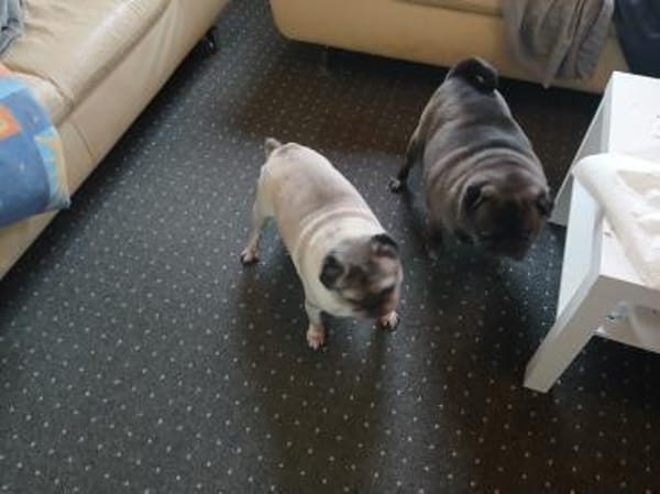 Mops Duo sucht Zuhause