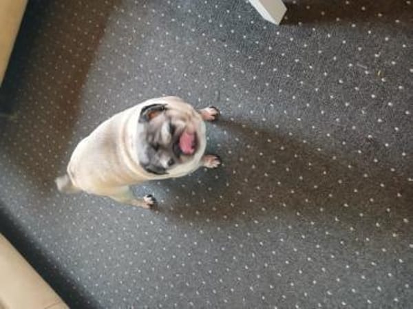Mops Duo sucht Zuhause
