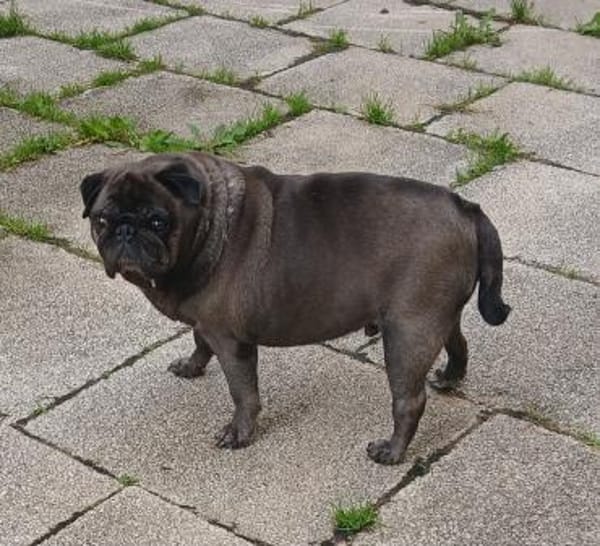Mops Duo sucht Zuhause