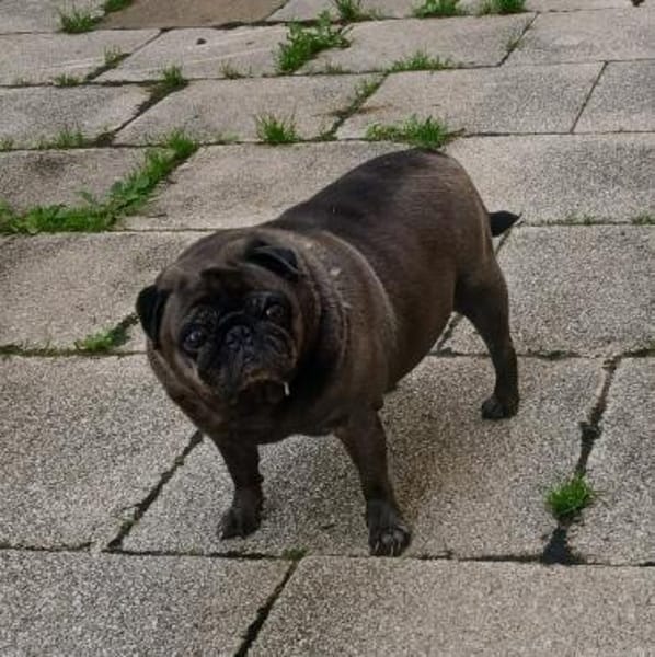 Mops Duo sucht Zuhause