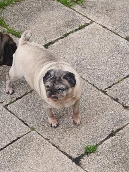 Mops Duo sucht Zuhause
