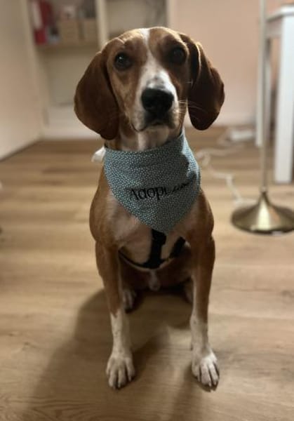 Siggi, geb. ca. 01/2023, 52064 Aachen