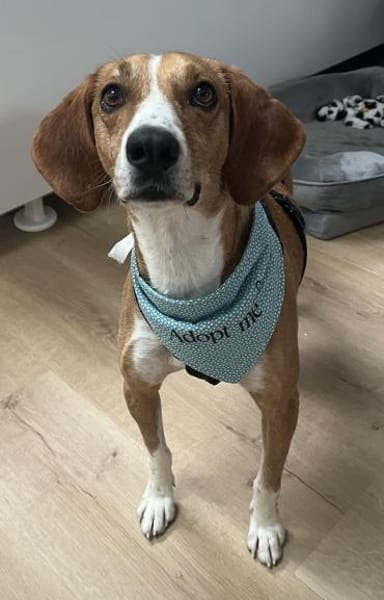 Siggi, geb. ca. 01/2023, 52064 Aachen