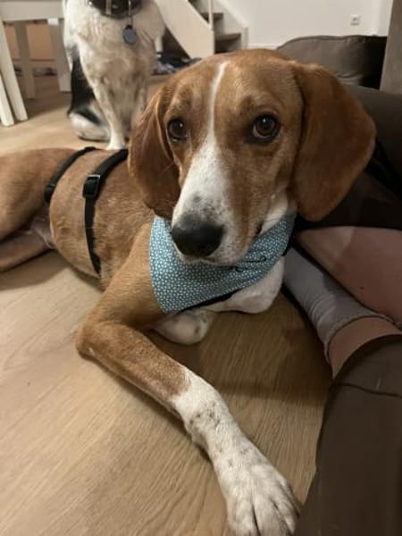 Siggi, geb. ca. 01/2023, 52064 Aachen