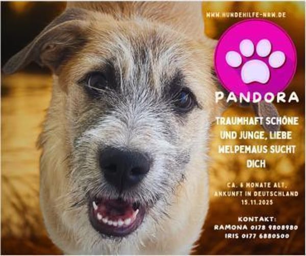 Pandora - Zuhause/Pflegestelle gesucht