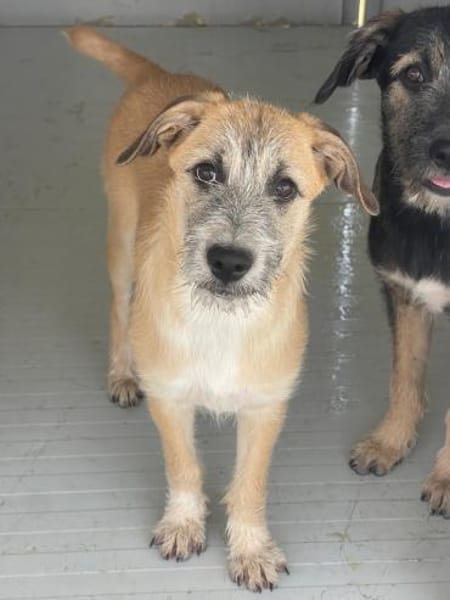 Pandora - Zuhause/Pflegestelle gesucht