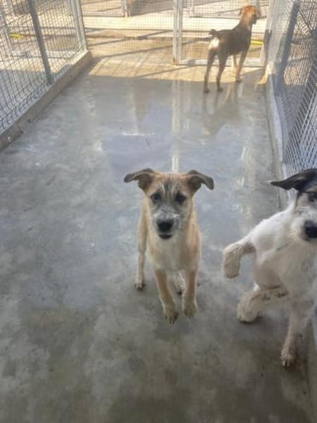 Pandora - Zuhause/Pflegestelle gesucht