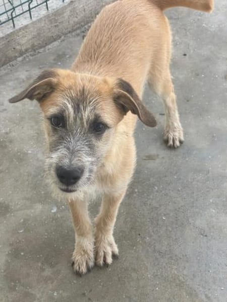 Pandora - Zuhause/Pflegestelle gesucht