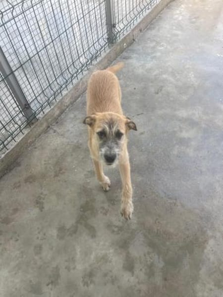 Pandora - Zuhause/Pflegestelle gesucht