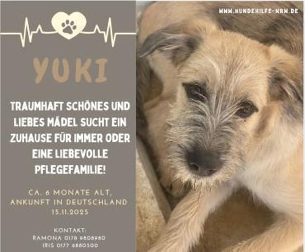 die tolle Yuki - Zuhause/Pflegestelle