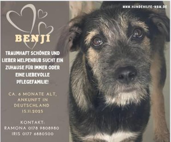 Benji  sanfter Junge sucht Zuhause