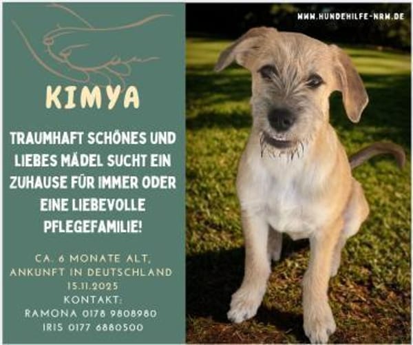 tolle Kimya - Zuhause od. Pflegestelle