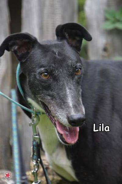 LILA