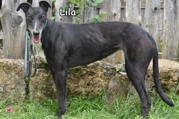 LILA
