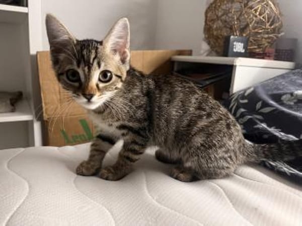 Zula - SUCHT EIN NEUES ZUHAUSE
