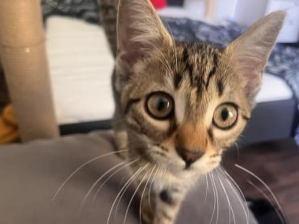 Zula - SUCHT EIN NEUES ZUHAUSE