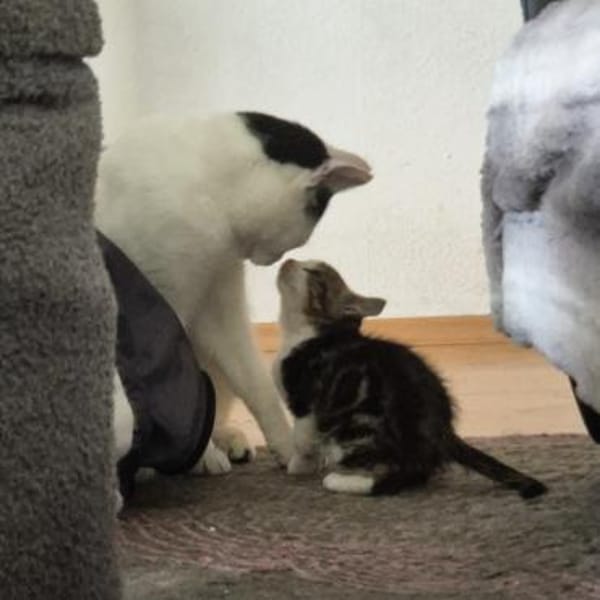 Der kleine TITUS sucht ein Zuhause
