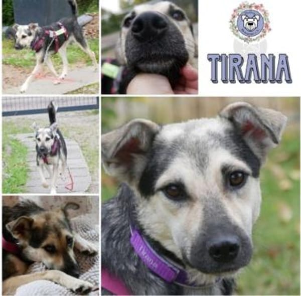 TIRANA * Glück auf vier Pfoten