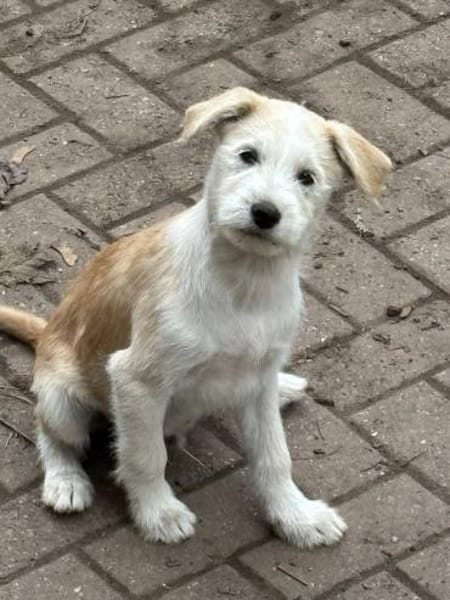 Samba sucht Familie