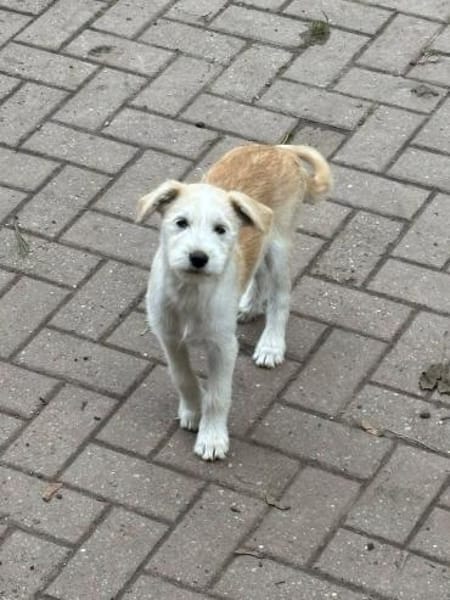 Samba sucht Familie