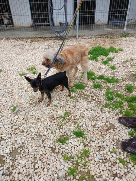 2 Hündchen im Doppelpack