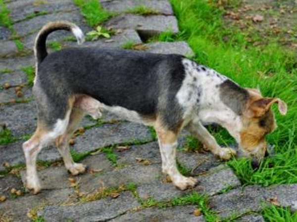 Bony, freundlich, offen, neugierig