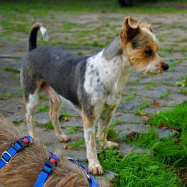 Bony, freundlich, offen, neugierig