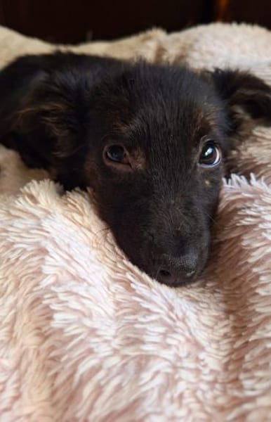 Papillon Mix Tashi will die Welt sehen E