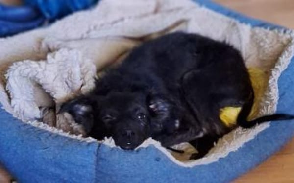 Papillon Mix Tashi will die Welt sehen E